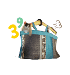 KUNIYA CATsスタンプ2（個別スタンプ：3）