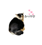 KUNIYA CATsスタンプ2（個別スタンプ：5）