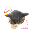 KUNIYA CATsスタンプ2（個別スタンプ：6）