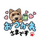 爆食わんこ（個別スタンプ：12）