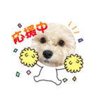 爆食わんこ（個別スタンプ：16）