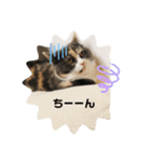 猫のちゃーちゃん癒し系スタンプ④（個別スタンプ：2）