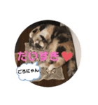 猫のちゃーちゃん癒し系スタンプ④（個別スタンプ：3）
