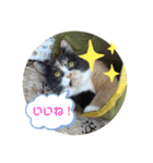 猫のちゃーちゃん癒し系スタンプ④（個別スタンプ：6）