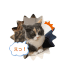 猫のちゃーちゃん癒し系スタンプ④（個別スタンプ：7）