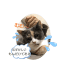 猫のちゃーちゃん癒し系スタンプ④（個別スタンプ：8）