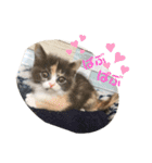 猫のちゃーちゃん癒し系スタンプ④（個別スタンプ：9）