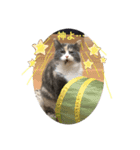 猫のちゃーちゃん癒し系スタンプ④（個別スタンプ：10）