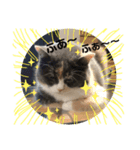 猫のちゃーちゃん癒し系スタンプ④（個別スタンプ：11）