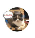 猫のちゃーちゃん癒し系スタンプ④（個別スタンプ：12）