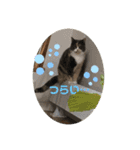猫のちゃーちゃん癒し系スタンプ④（個別スタンプ：13）