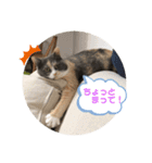 猫のちゃーちゃん癒し系スタンプ④（個別スタンプ：14）