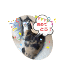 猫のちゃーちゃん癒し系スタンプ④（個別スタンプ：15）
