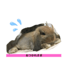 ぽぽちゃんうさぎ♡（個別スタンプ：3）