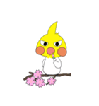 オカメインコのピーさん。第8弾（個別スタンプ：5）