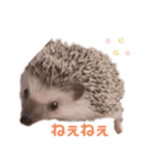 ハリネズミのまろさん②（個別スタンプ：4）