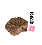ハリネズミのまろさん②（個別スタンプ：6）