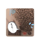 ハリネズミのまろさん②（個別スタンプ：11）