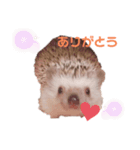 ハリネズミのまろさん②（個別スタンプ：16）
