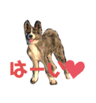 秋田犬虎毛スタンプ（個別スタンプ：7）