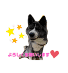 秋田犬虎毛スタンプ（個別スタンプ：9）