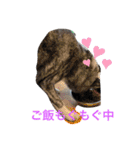 秋田犬虎毛スタンプ（個別スタンプ：10）