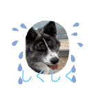 秋田犬虎毛スタンプ（個別スタンプ：12）