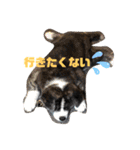 秋田犬虎毛スタンプ（個別スタンプ：23）