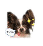 パピパピパピヨン！（個別スタンプ：3）