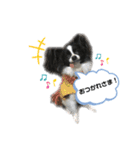 パピパピパピヨン！（個別スタンプ：12）