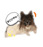 パピパピパピヨン！（個別スタンプ：13）