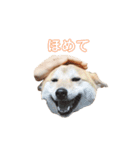 イヌおにぎり（個別スタンプ：5）