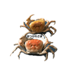 サワガニぬけがらスタンプ（個別スタンプ：8）
