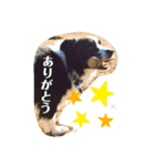 関根家のエス（個別スタンプ：5）