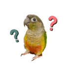 ウロコインコのもみじ（個別スタンプ：1）
