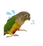 ウロコインコのもみじ（個別スタンプ：2）