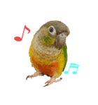 ウロコインコのもみじ（個別スタンプ：3）
