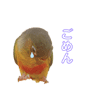 ウロコインコのもみじ（個別スタンプ：4）