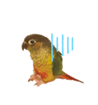 ウロコインコのもみじ（個別スタンプ：5）