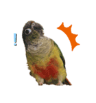 ウロコインコのもみじ（個別スタンプ：6）