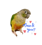 ウロコインコのもみじ（個別スタンプ：7）