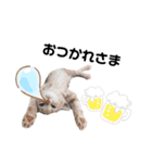 uyu＆rau2（個別スタンプ：13）