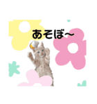 uyu＆rau2（個別スタンプ：15）