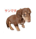 ミニチュアダックス サン☀（個別スタンプ：5）