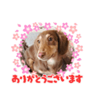 ミニチュアダックス サン☀（個別スタンプ：14）