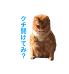 徒然エンゼル（個別スタンプ：5）