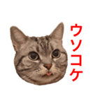 徒然エンゼル（個別スタンプ：7）