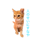 徒然エンゼル（個別スタンプ：8）