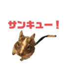 デグミドラゴン（個別スタンプ：2）