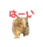 デグミドラゴン（個別スタンプ：20）
